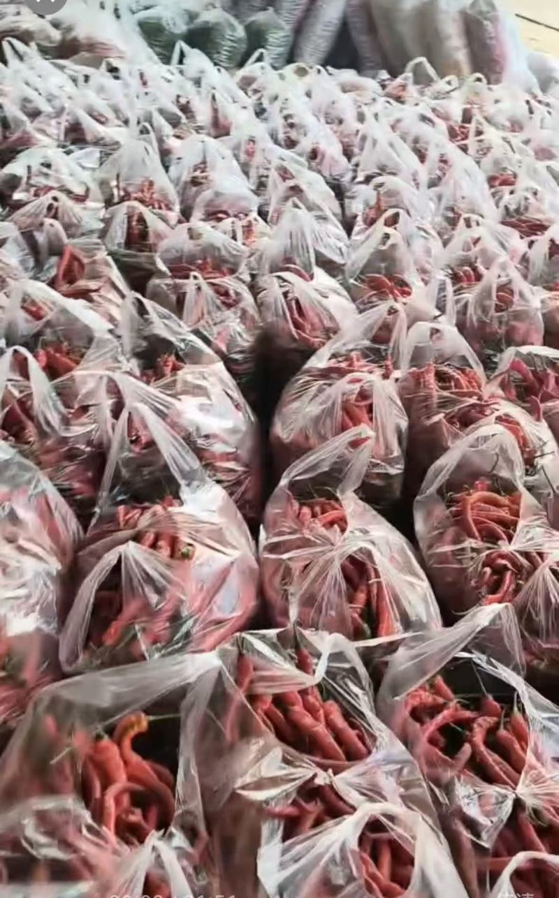 新品上市云南辣椒线椒大量上市欢迎选购