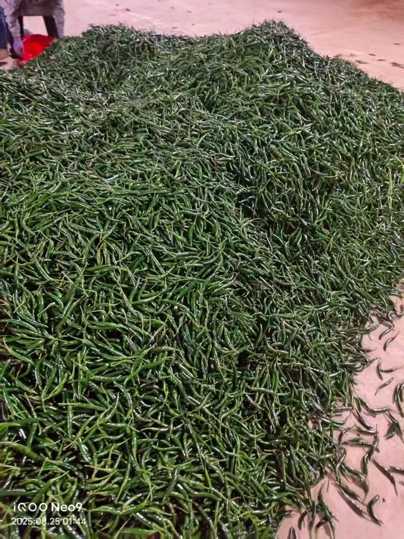 新品上市云南辣椒线椒大量上市欢迎选购