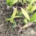 湖南邵阳崀山野生白芨保质保量一手货源产地直发