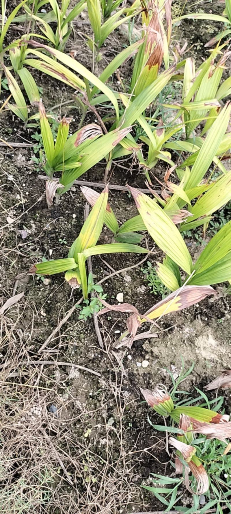 湖南邵阳崀山野生白芨保质保量一手货源产地直发
