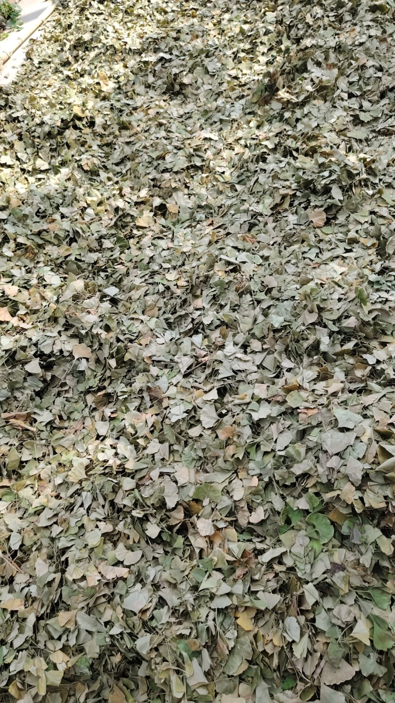 大量供银杏叶