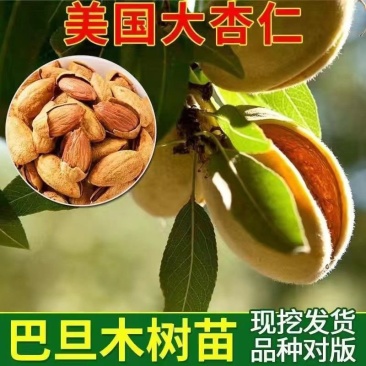 巴旦木苗嫁接当年结果薄皮地栽品种大树巴旦木树苗包邮