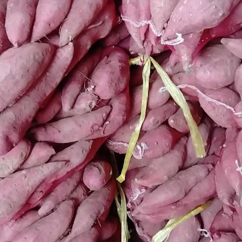 西瓜红红薯