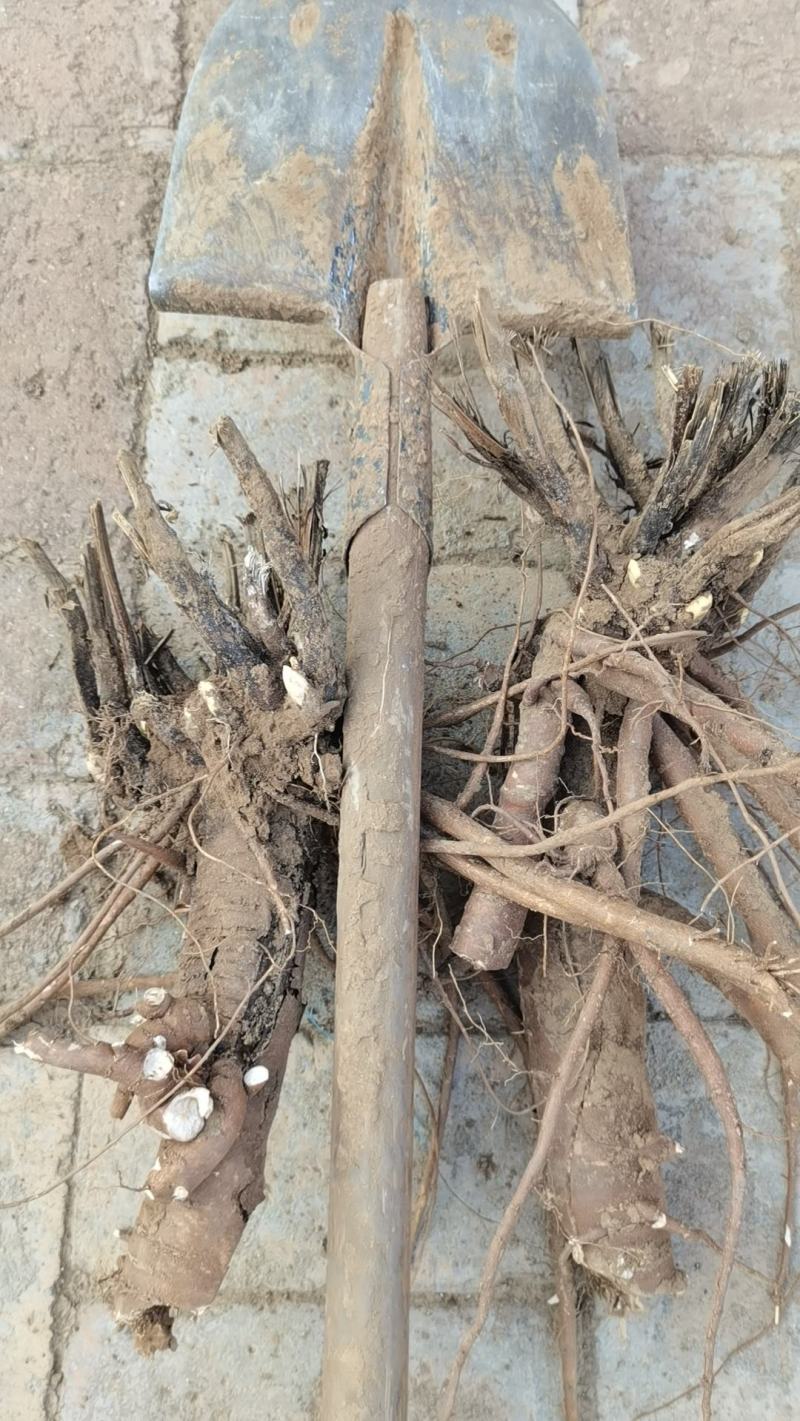 赤峰杂花赤芍-25年干货15吨，7年生，自产自销！