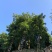 橄榄发源地新鲜现采青橄榄:正宗闽清梅香二号橄榄