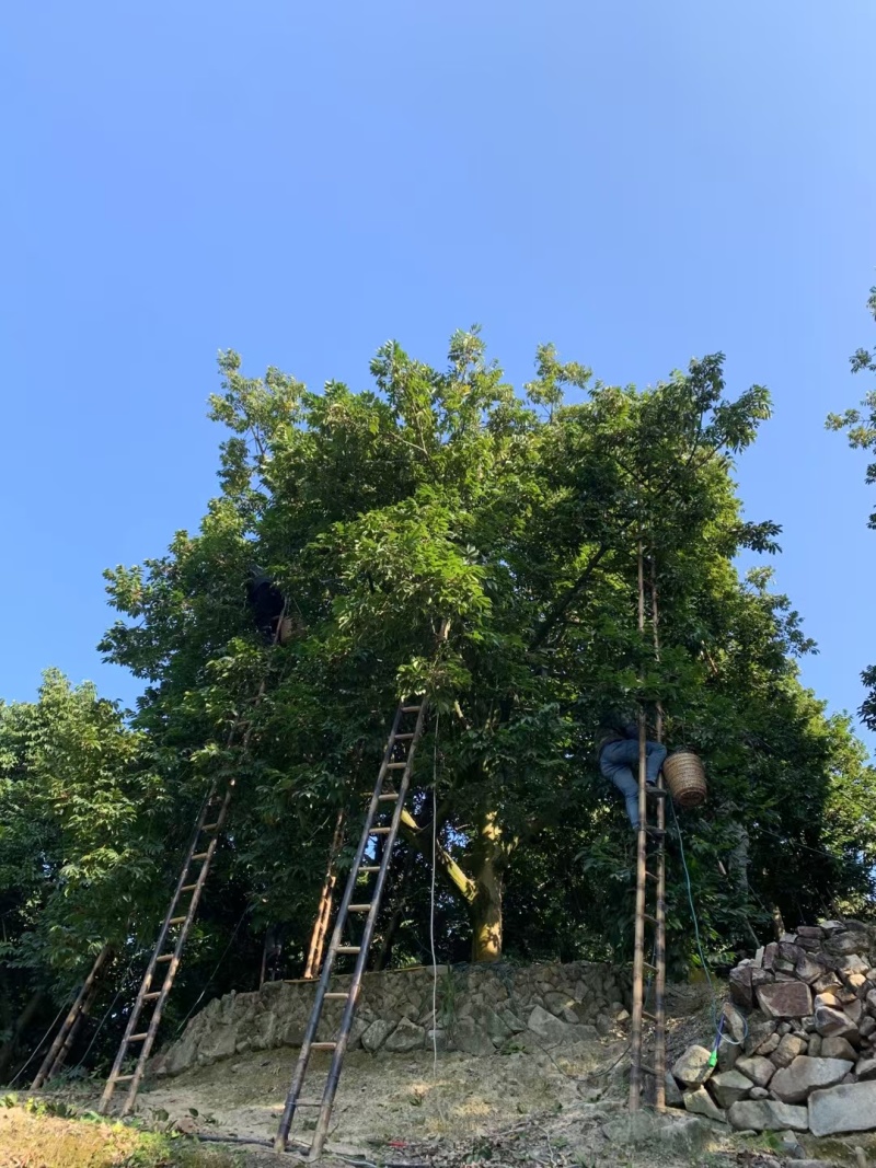 橄榄发源地新鲜现采青橄榄:正宗闽清梅香二号橄榄
