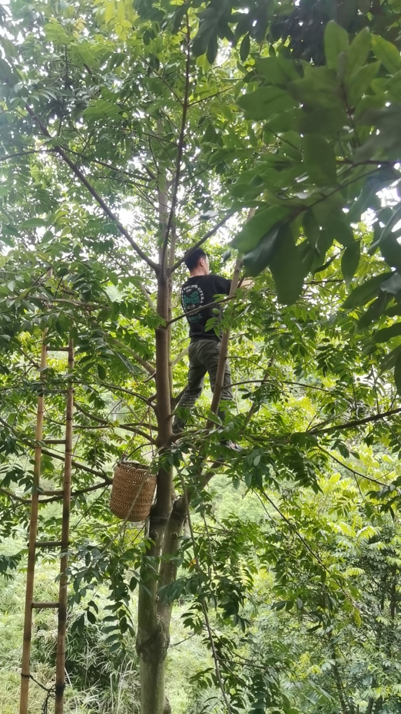 橄榄发源地新鲜现采青橄榄:正宗闽清梅香二号橄榄