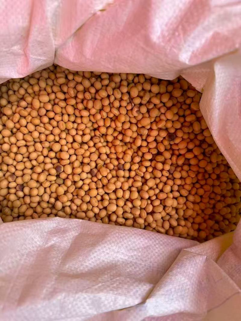 云南大批量精品糯豆精品黄豆通货常年有货大量上市