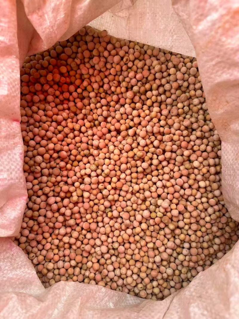 云南大批量精品糯豆精品黄豆通货常年有货大量上市