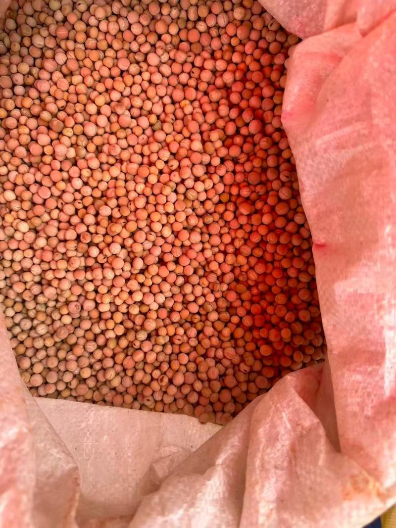 云南大批量精品糯豆精品黄豆通货常年有货大量上市