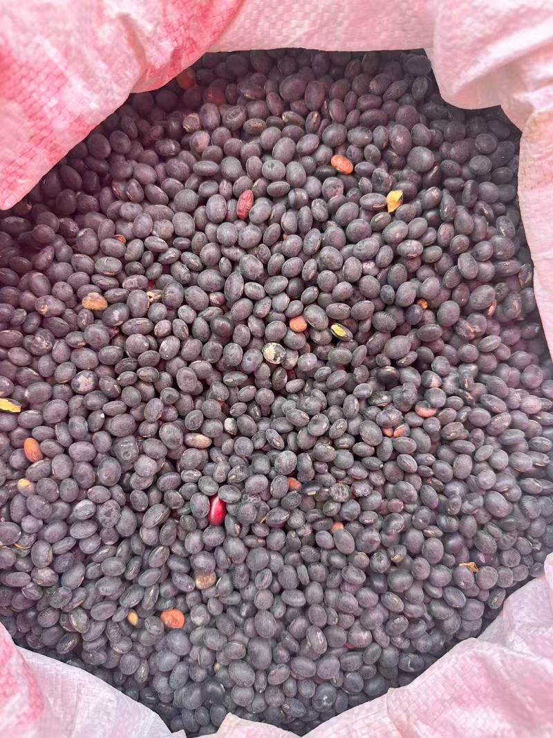 云南大批量精品糯豆精品黄豆通货常年有货大量上市