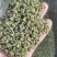 大凉山青花椒特级特麻开口90以上青麻椒批发