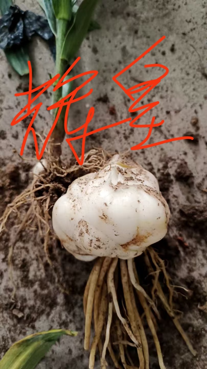 基地繁殖百合种球抗病能力强生长速度快产量高