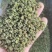 大凉山青花椒特级特麻开口90以上青麻椒批发