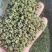 大凉山青花椒特级特麻开口90以上青麻椒批发
