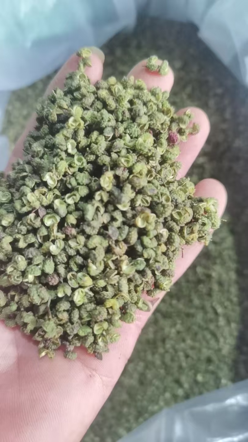 大凉山青花椒特级特麻开口90以上青麻椒批发