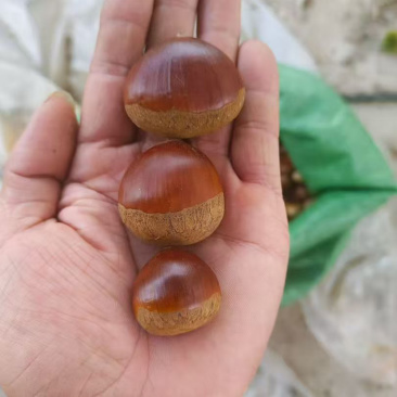 山东老树板栗，代发，代办，电商，批发