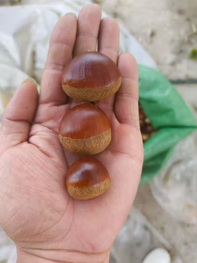 山东老树板栗，代发，代办，电商，批发