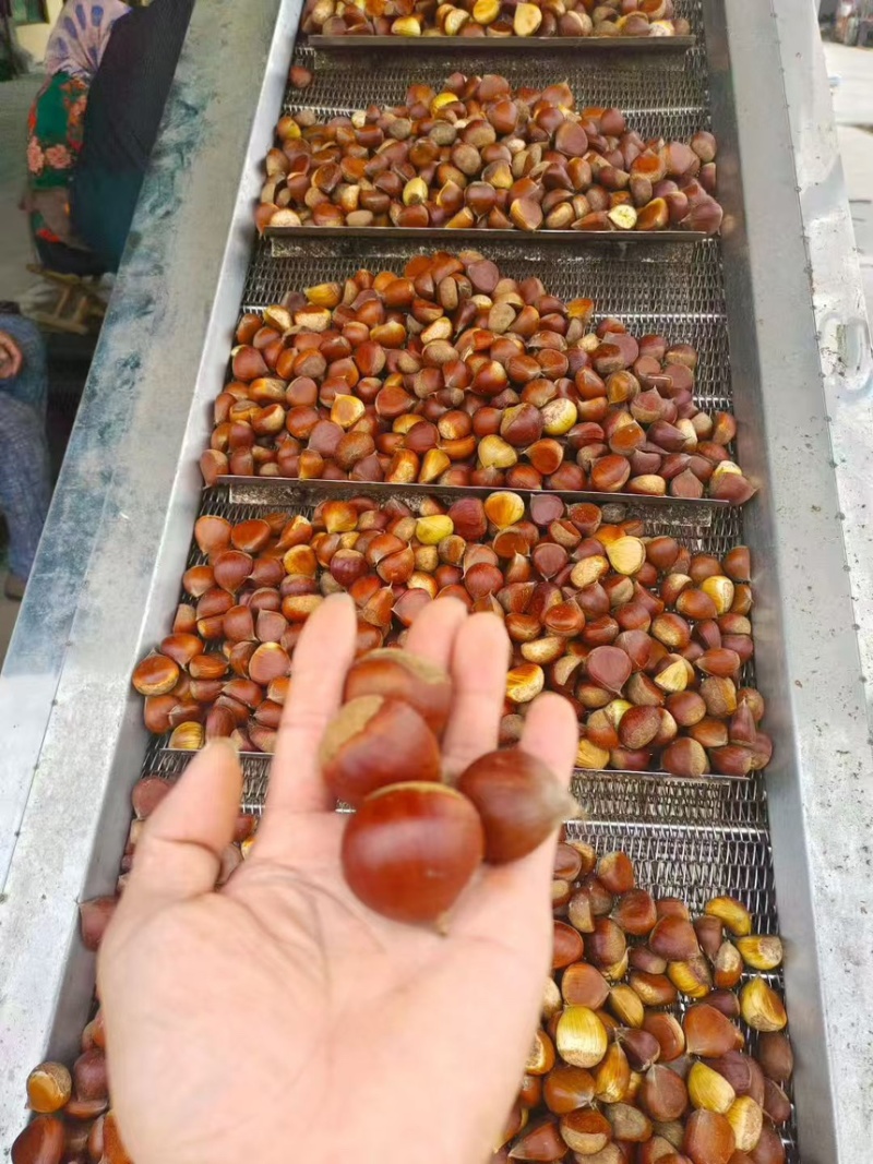 山东老树板栗，代发，代办，电商，批发