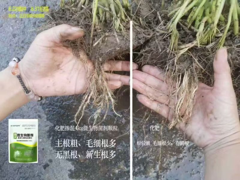 微生物菌剂绿丰康998沃土防病根深苗壮抗虫增效溶磷解钾