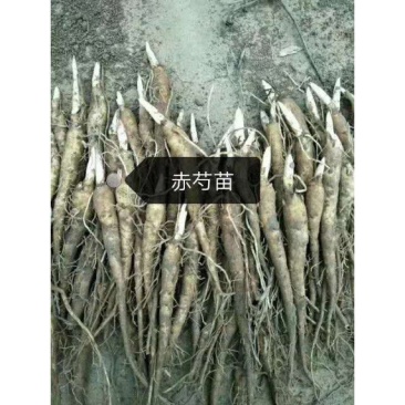 白花赤芍苗（一年苗）