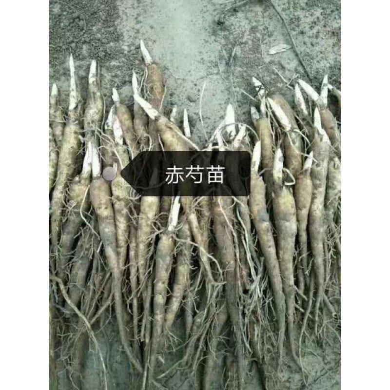 白花赤芍苗（一年苗）