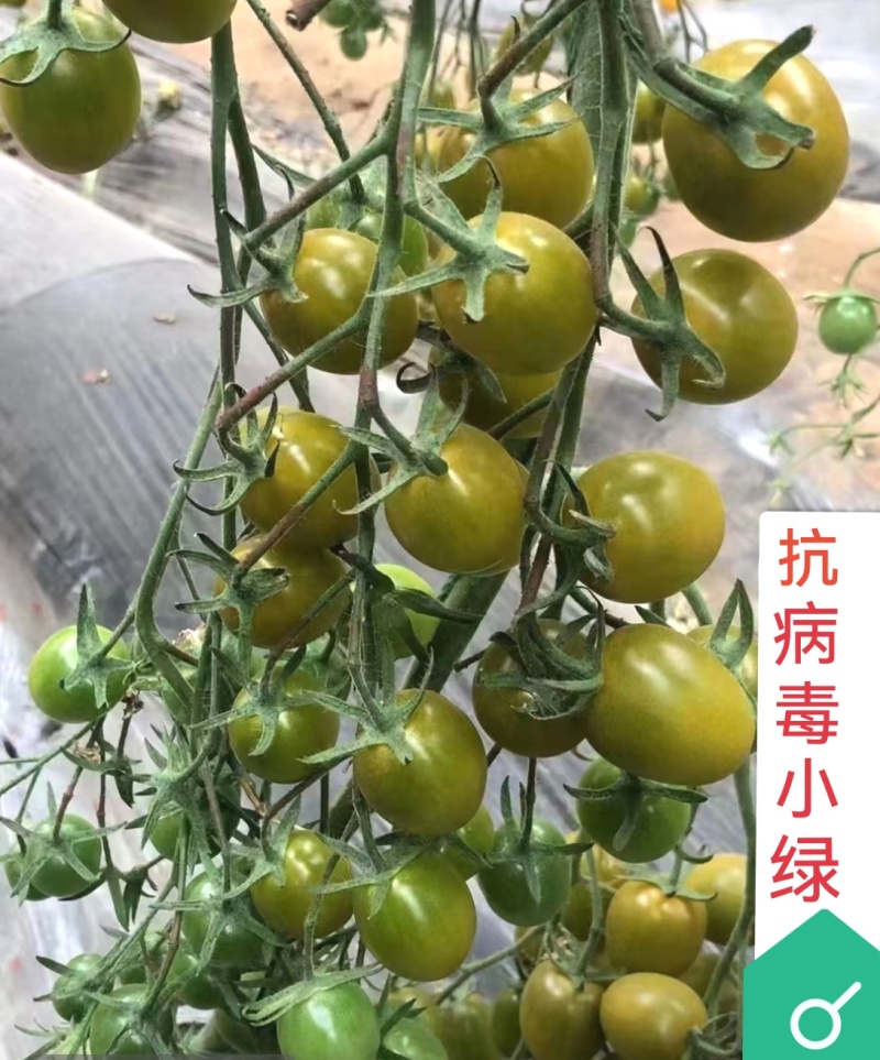 各种口感圣女果苗红黄绿糖度高，口感好产量高大量有苗