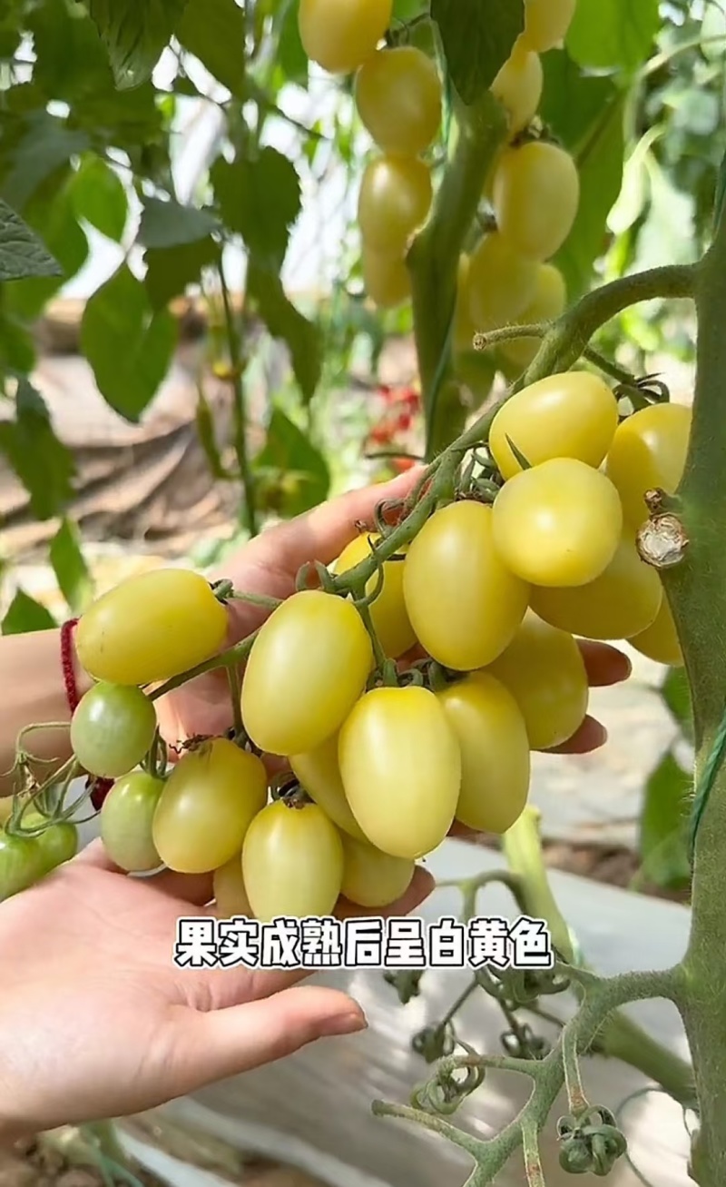 各种口感圣女果苗红黄绿糖度高，口感好产量高大量有苗