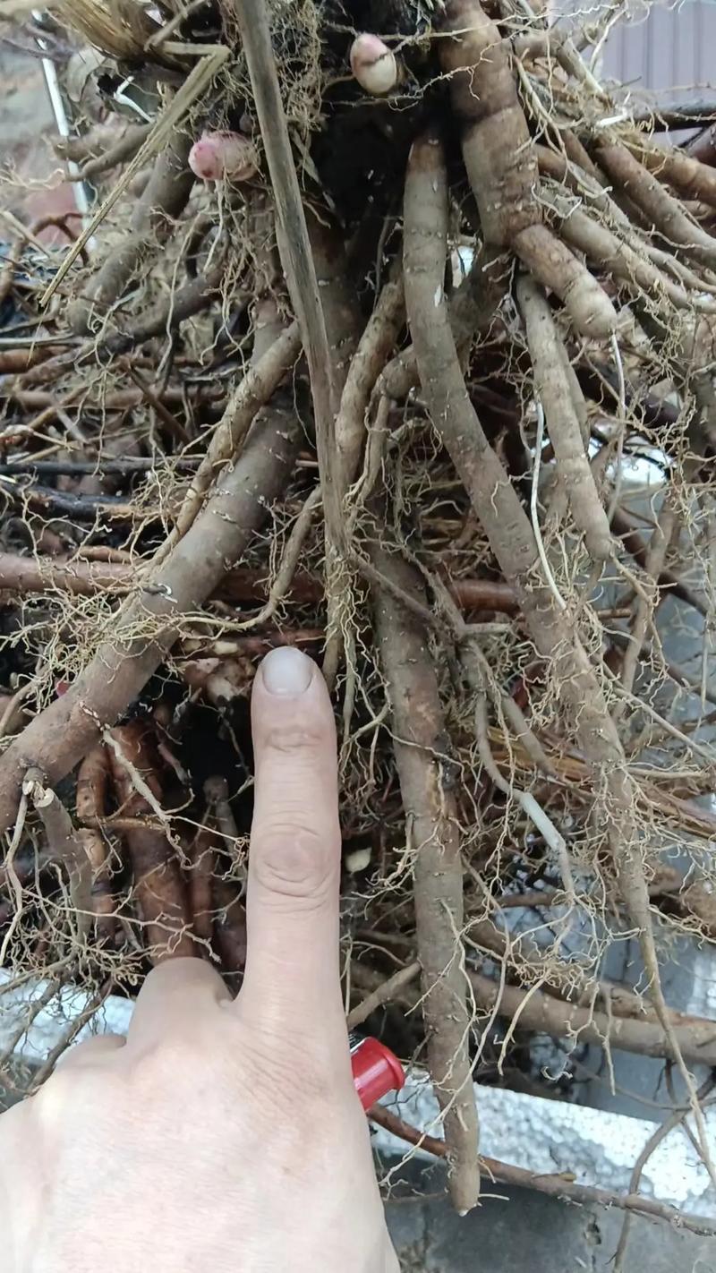 白花赤芍苗（一年苗）