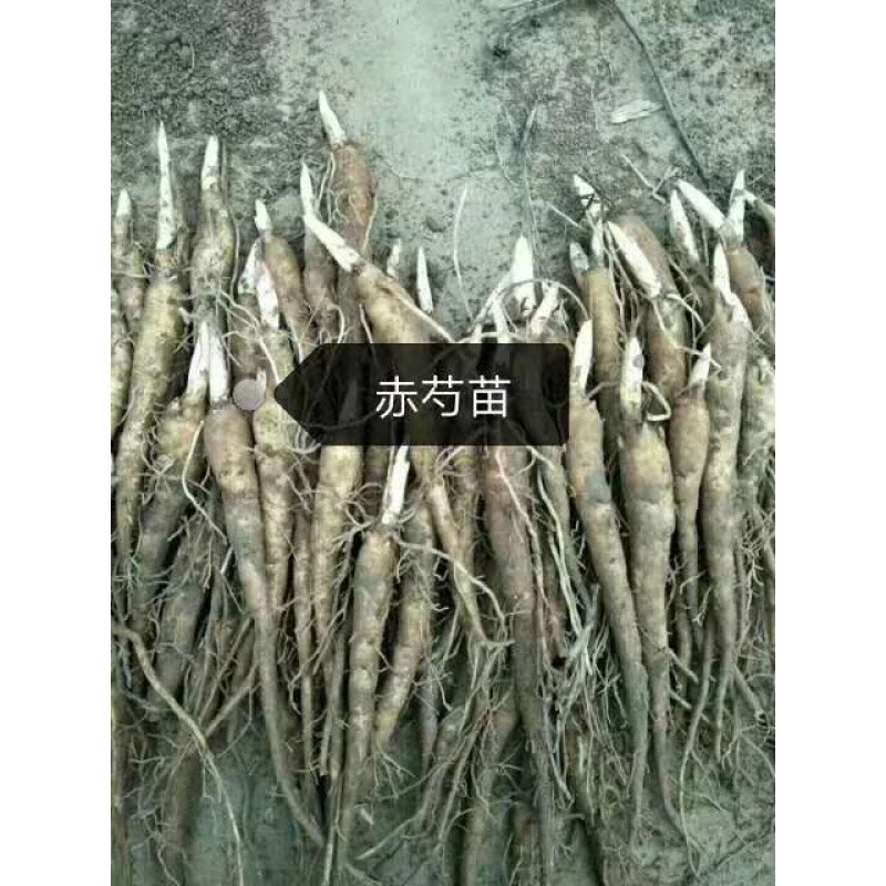 白花赤芍苗（一年苗）