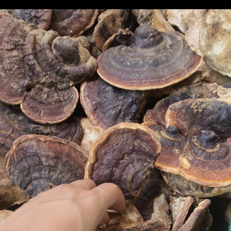 灵芝批发林芝大量现货