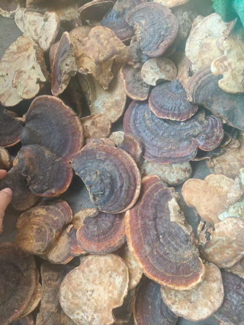 灵芝批发林芝大量现货