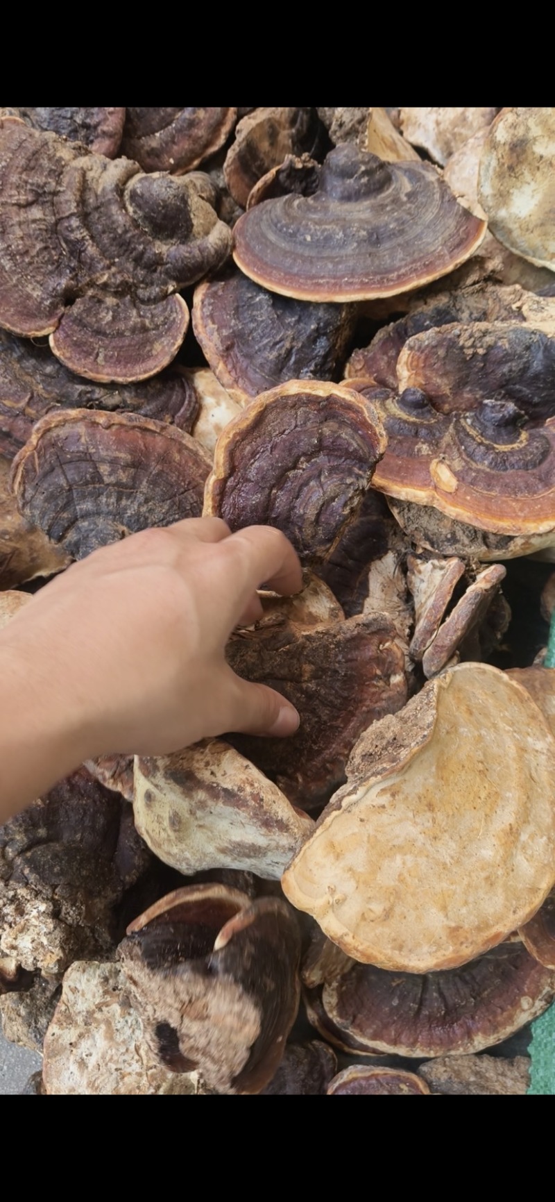 灵芝批发林芝大量现货