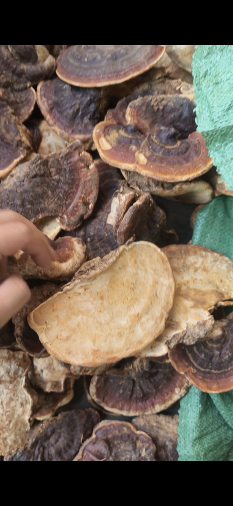 灵芝批发林芝大量现货