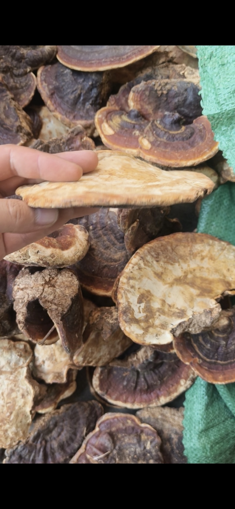 灵芝批发林芝大量现货