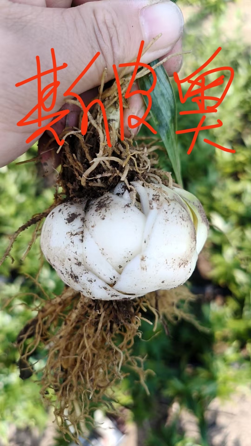 基地繁育百合种球抗病能力强生长速度快产量高