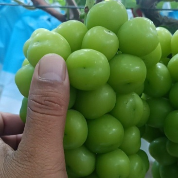 河南兰考精品阳光玫瑰