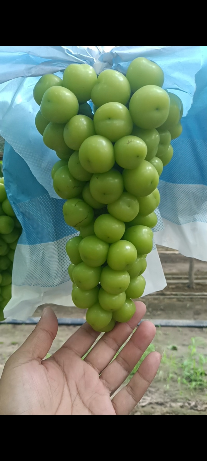 河南兰考精品阳光玫瑰