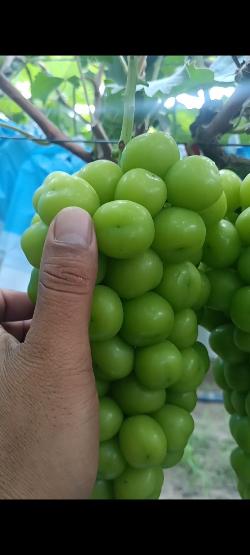 河南兰考精品阳光玫瑰