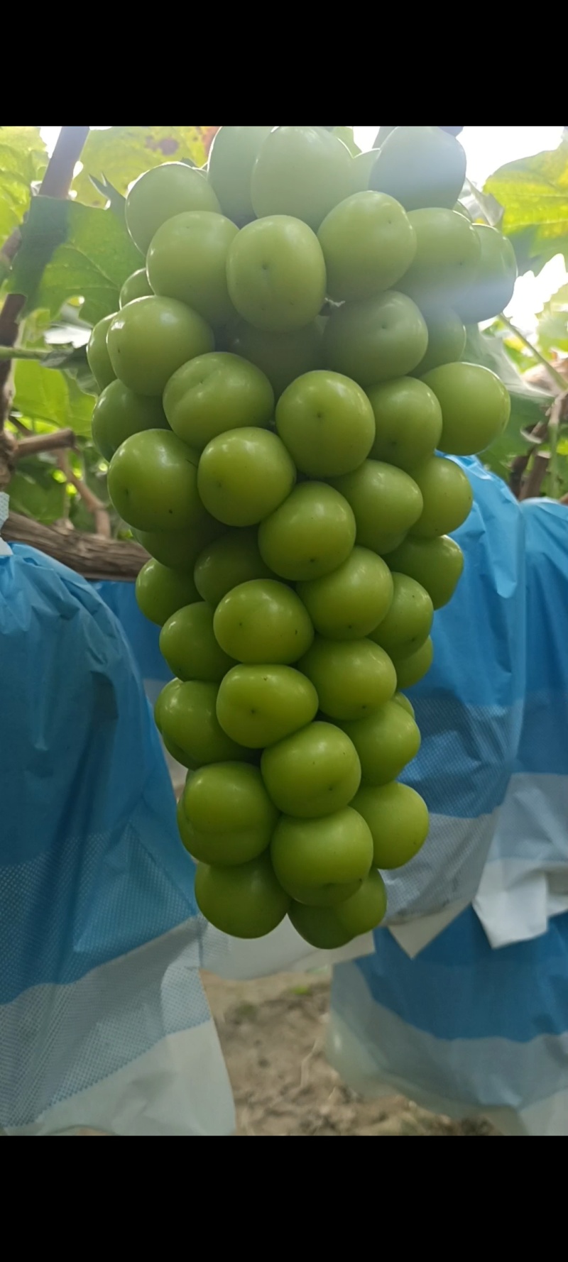 河南兰考精品阳光玫瑰