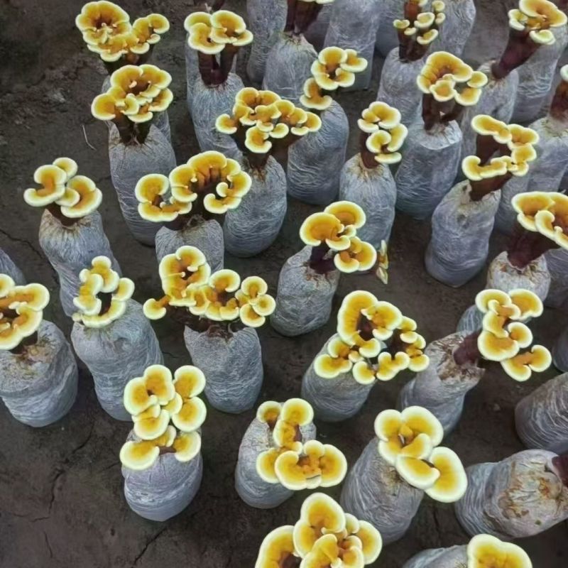 【鹿角灵芝买就送喷壶】鹿角灵芝菌种菌包灵芝盆栽盆景活体