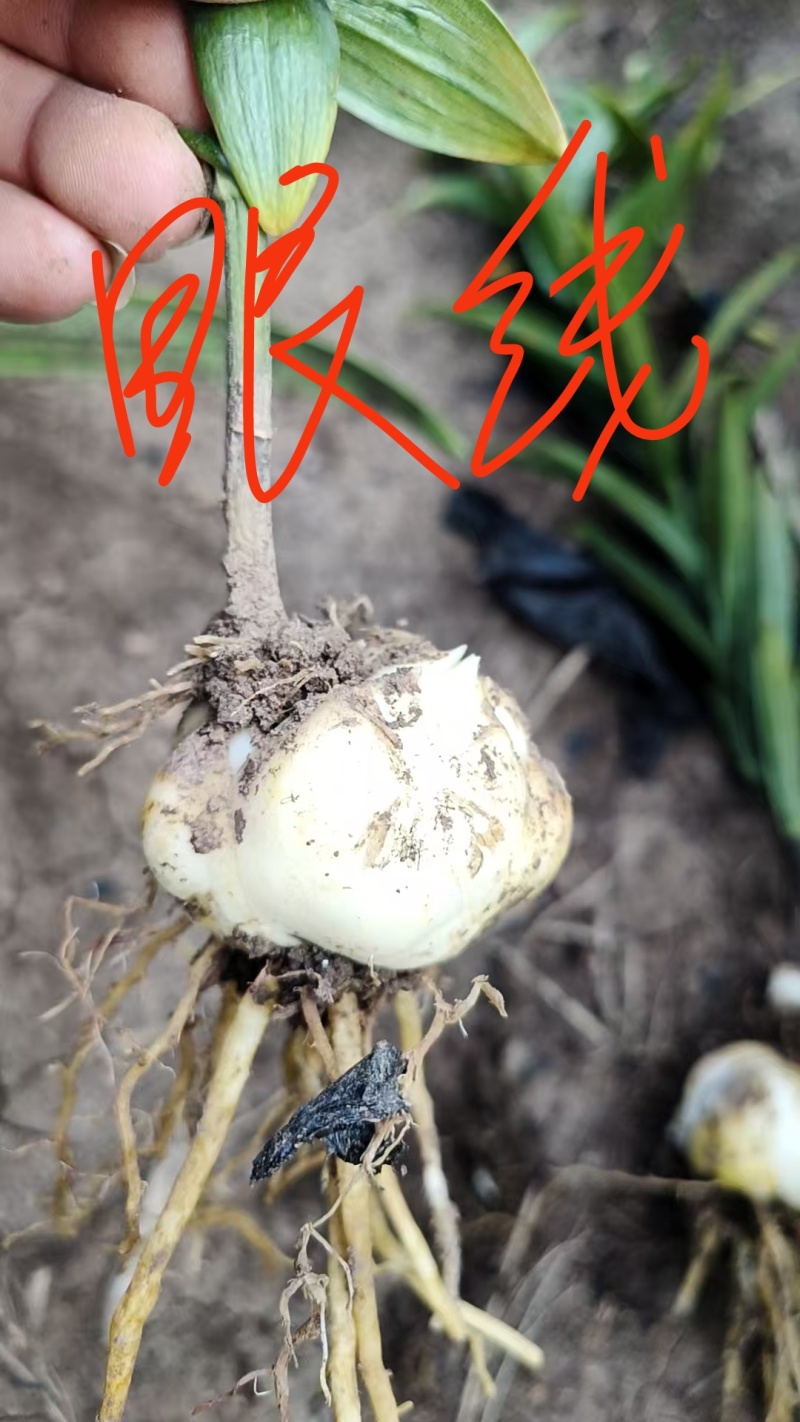 基地繁殖百合种球抗病能力强生长速度快产量高