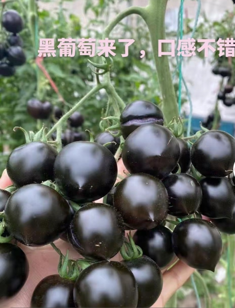 各种口感圣女果苗红黄绿糖度高，口感好产量高大量有苗