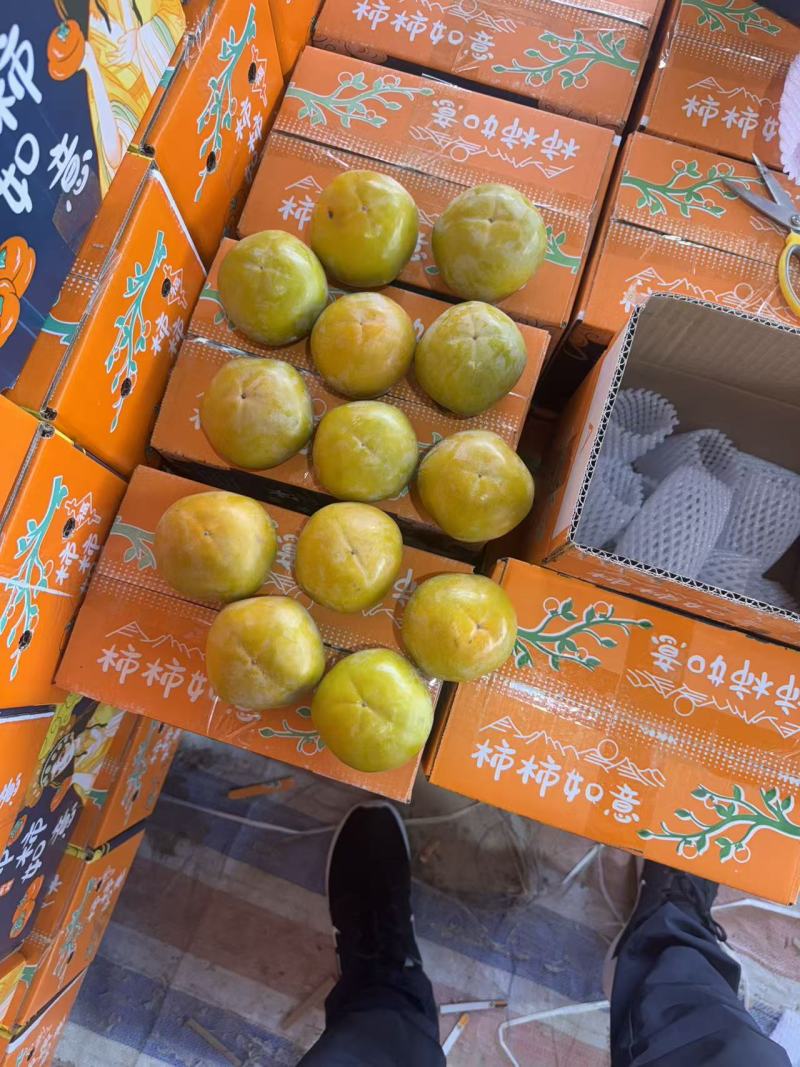 （一件代发）山西巧克力阳丰脆柿子整箱包邮批发新鲜水果
