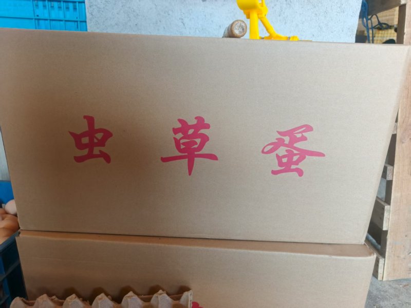 江苏虫草蛋/盐城初生蛋/散养双色虫生蛋/黄心红心便宜