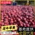 甘肃天水花牛苹果/基地直供/现摘现发/欢迎来电洽谈