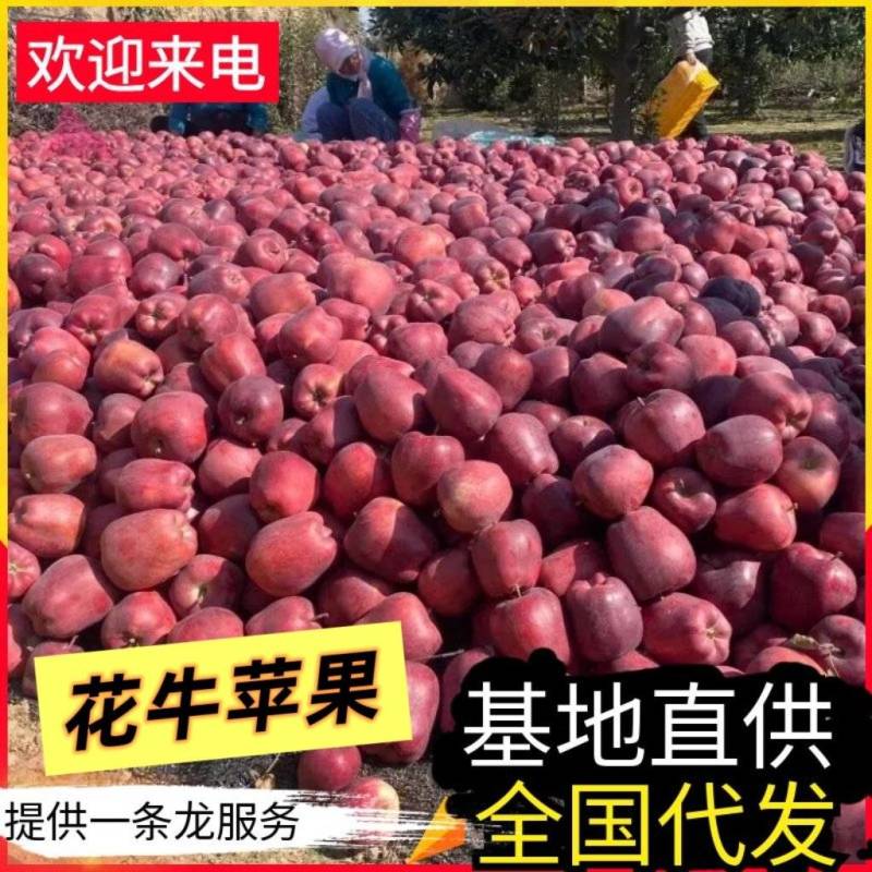甘肃天水花牛苹果/基地直供/现摘现发/欢迎来电洽谈