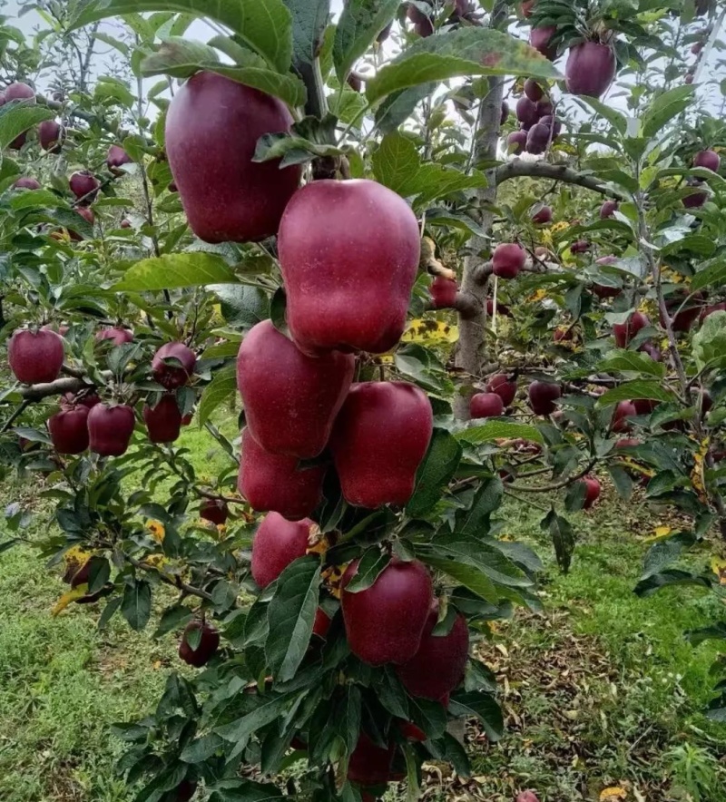 甘肃天水花牛苹果/基地直供/现摘现发/欢迎来电洽谈