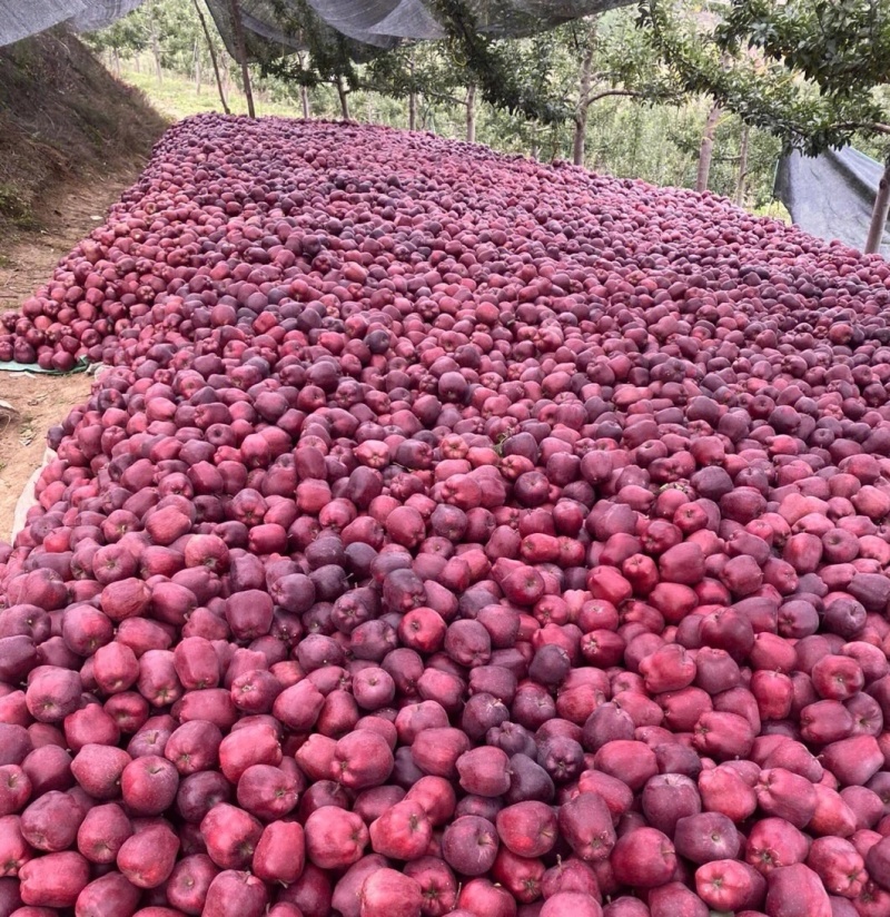 甘肃天水花牛苹果/基地直供/现摘现发/欢迎来电洽谈