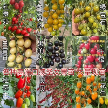 各种口感圣女果苗红黄绿糖度高，口感好产量高大量有苗